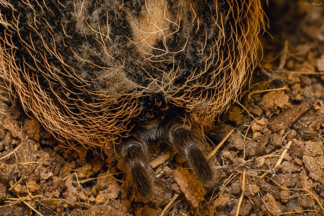 Tarantula spinnerets - 40 photos stacked