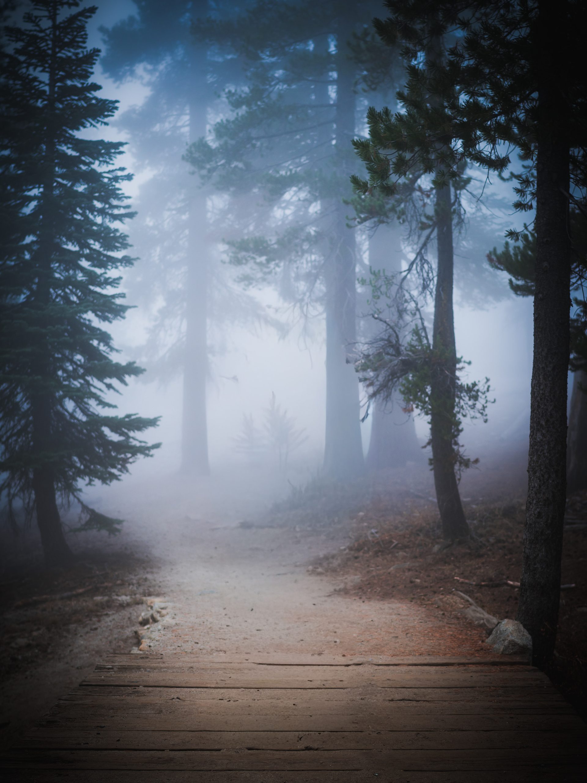 Misty woodland 👀 On a hike through Yosemite National Park my buddy and I were meant to get views across the entire valley. However with the mist we instead got lost and nearly didn’t make it back before dark😅😅 This was one of the shots taken on the way up, with a fresh new edit to try and bring out more of the atmosphere.