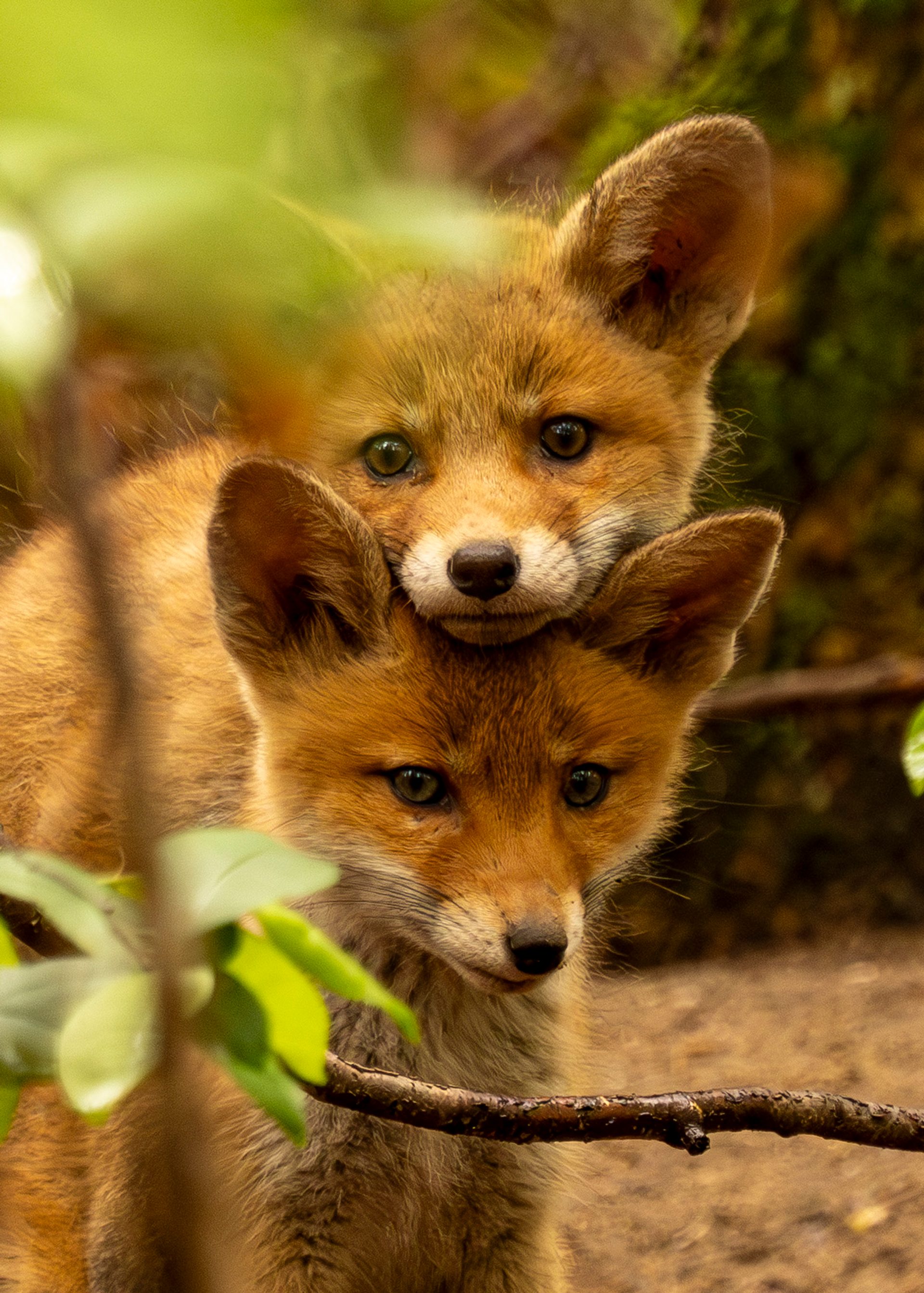 Two fox cubs facing the camera, one resting its chin on the other's head, behind a leafy twig