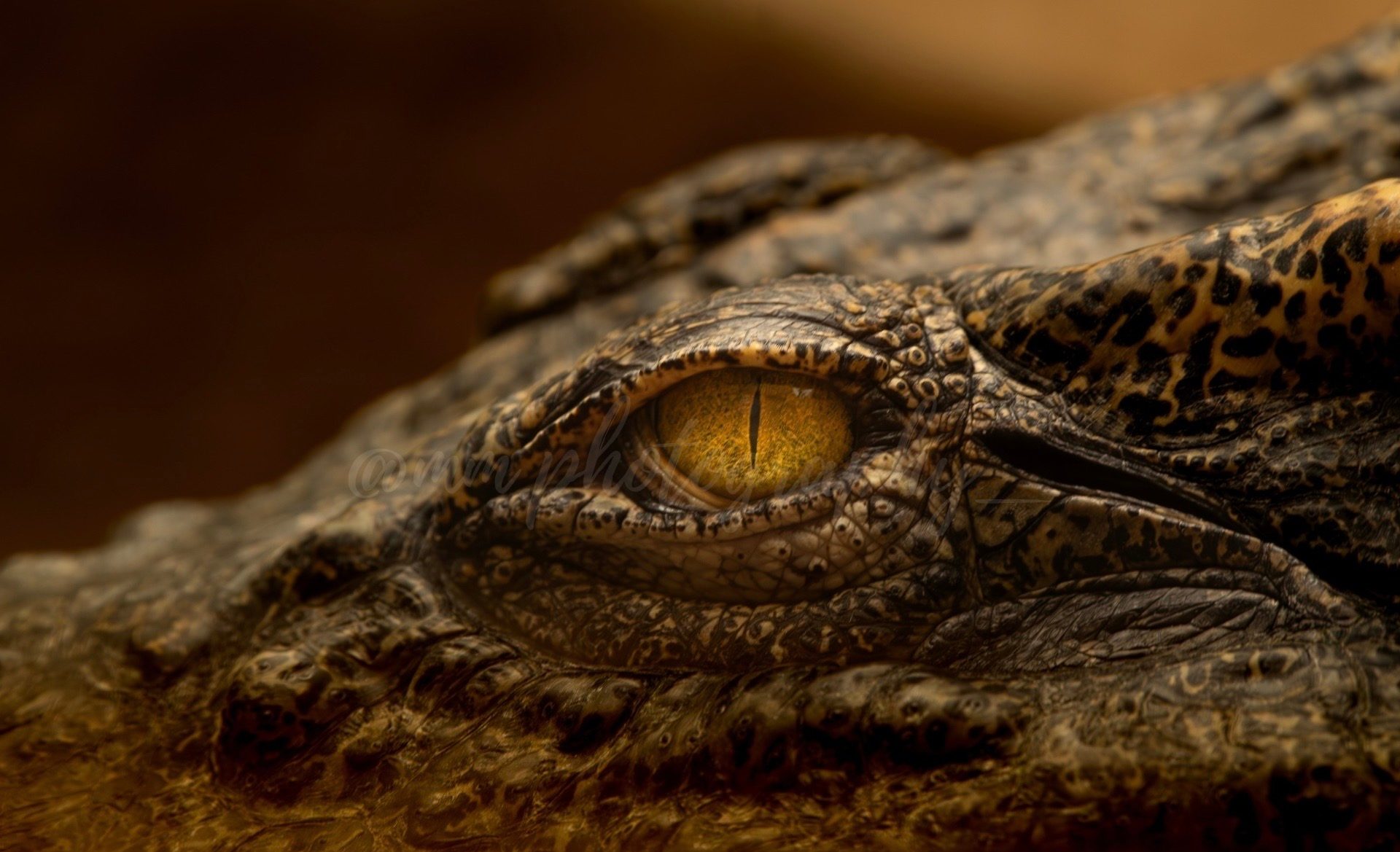 A close-up of a crocodile's golden eye, with its slit pupil and the scaly skin around it filling the shot