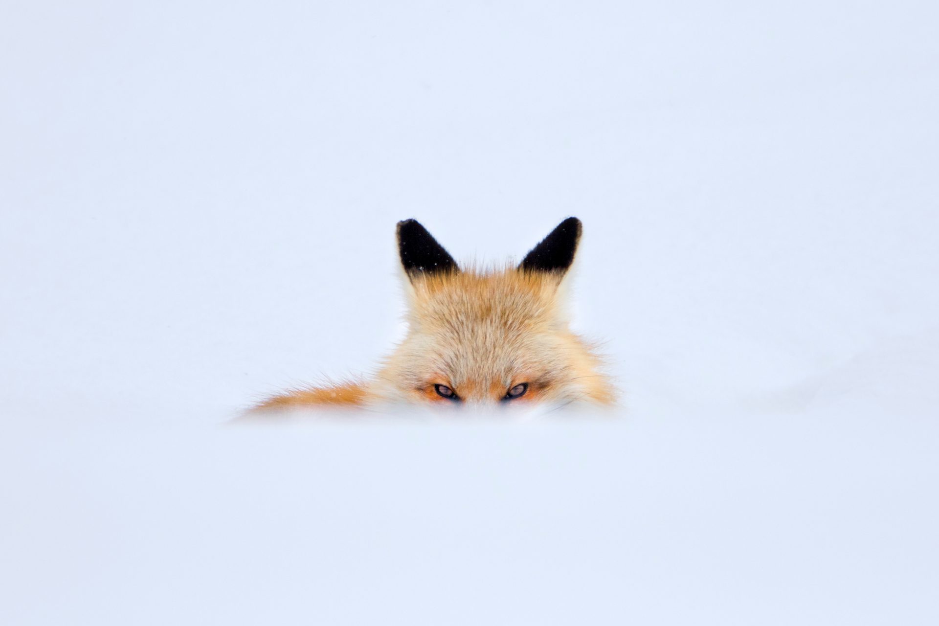A red fox peering over a snowdrift, only its ears and eyes showing against a white background.