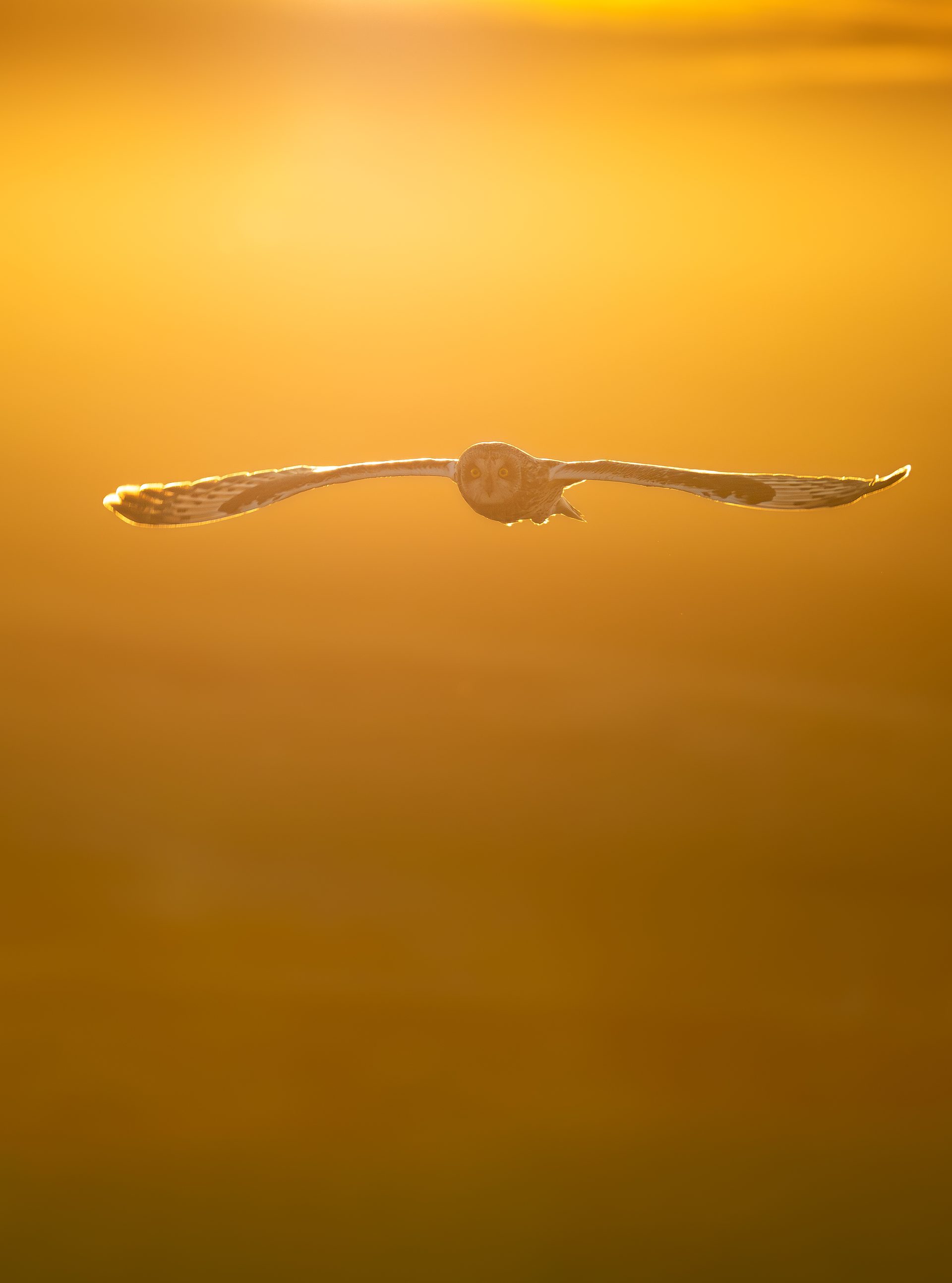 Short Eared Owl in golden hour from spring 2026. One of the moments you Just hope the camera focuses.