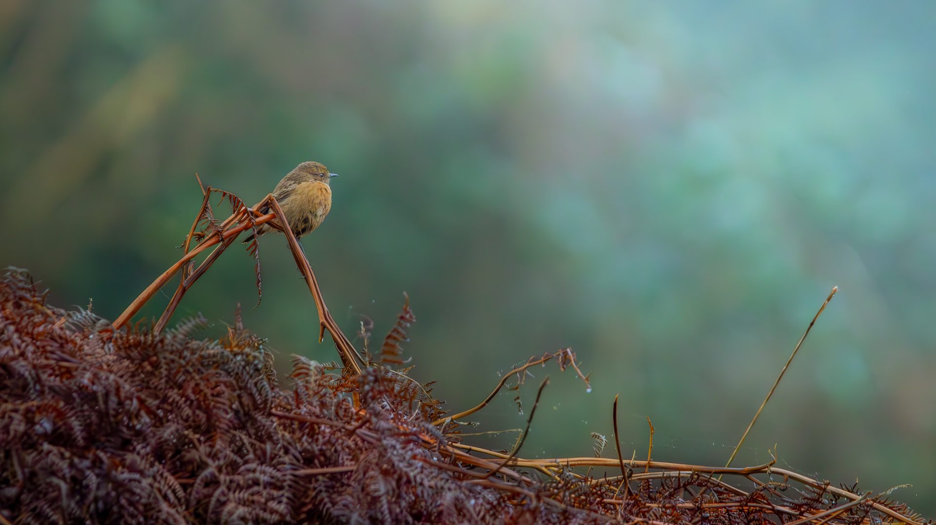 A stonechat perched on a curl of dead bracken against a soft green background.