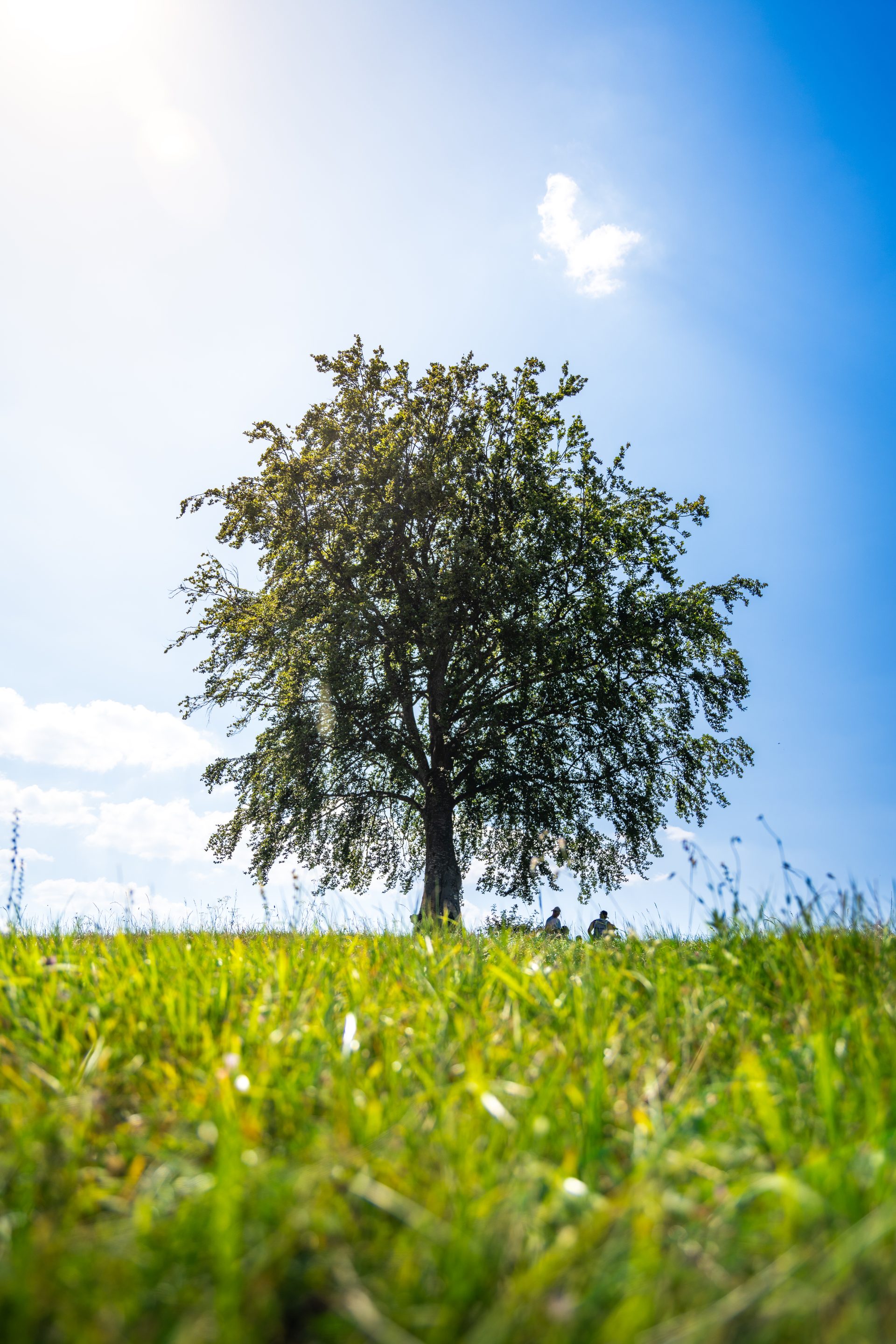 A single leafy tree on a grassy hill against a bright blue sky, photographed from grass level, with two small figures near its trunk.