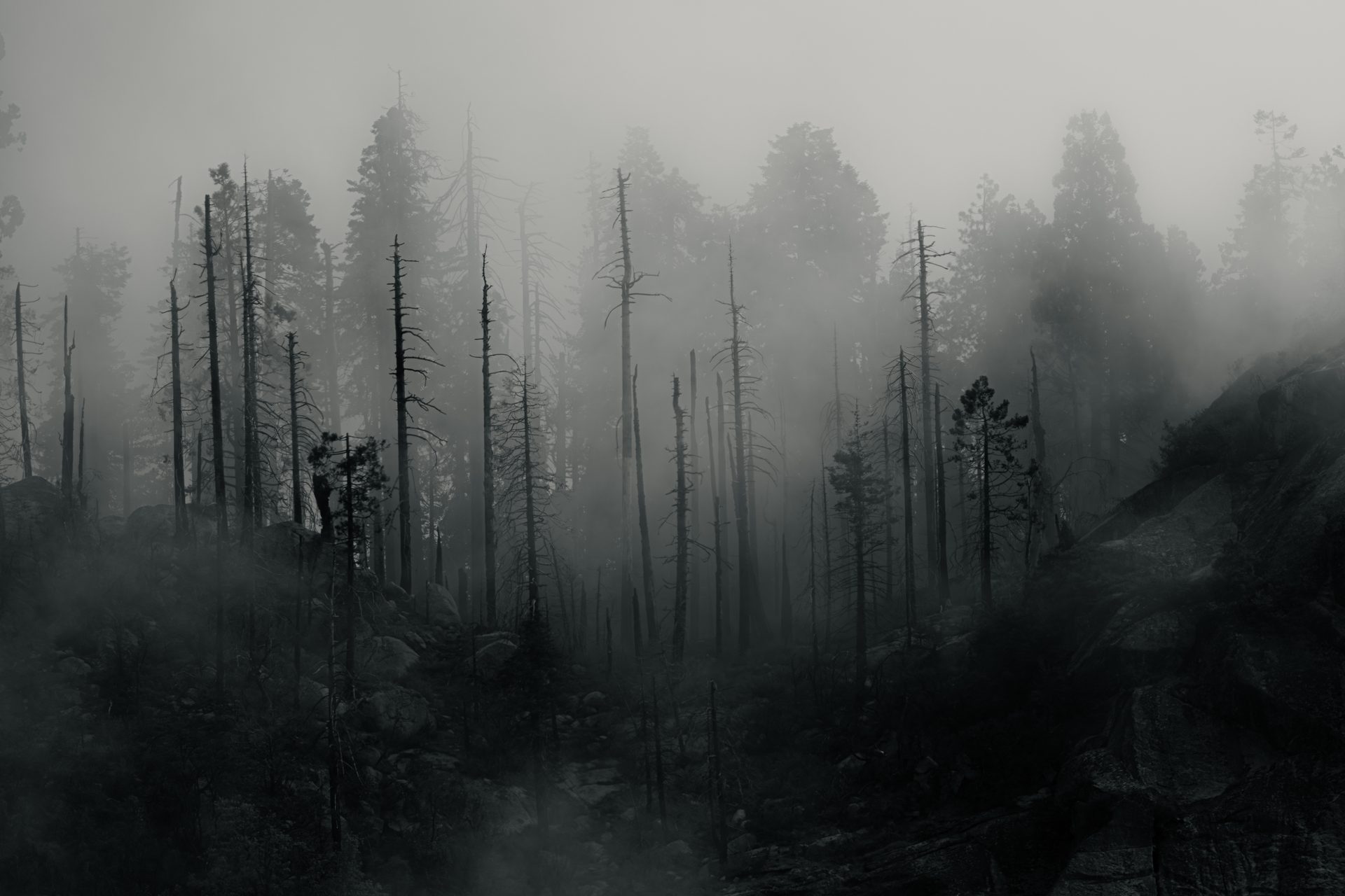 A misty forest in black and white, bare trunks and conifers standing in layers that fade into the fog.