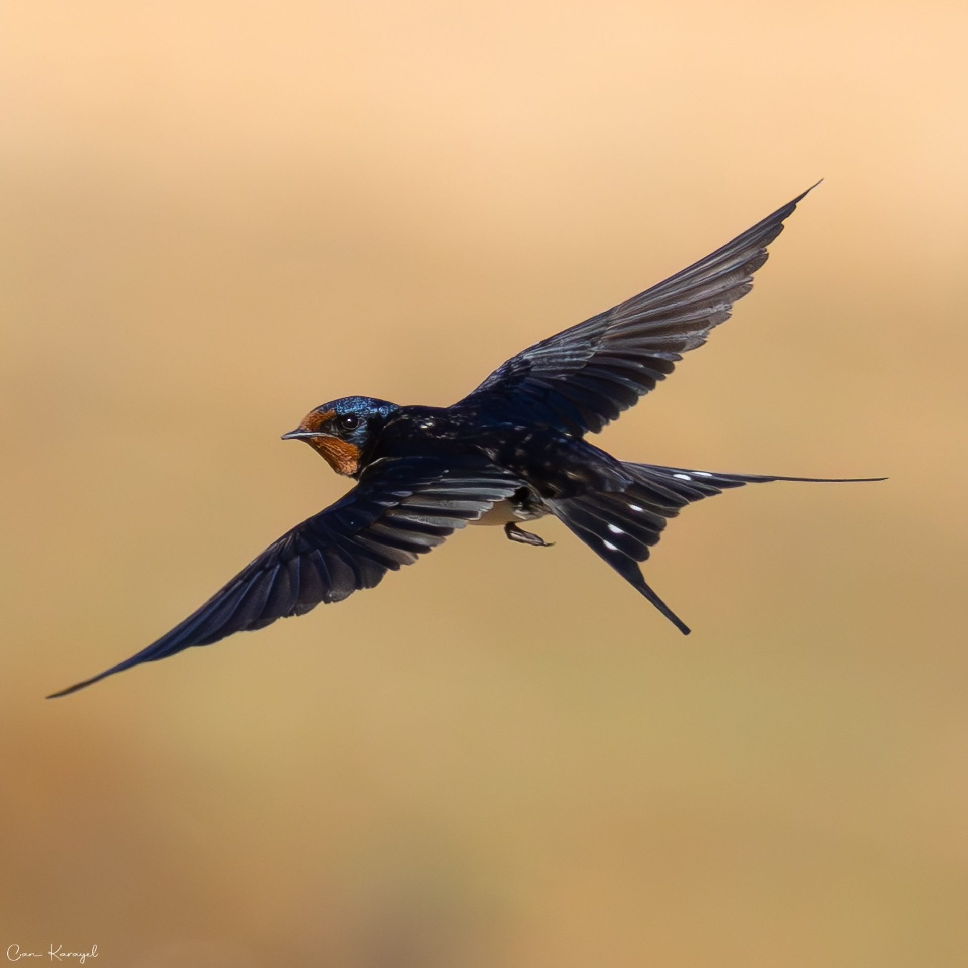 A barn swallow in flight, wings spread wide against a soft, warm, out of focus background.