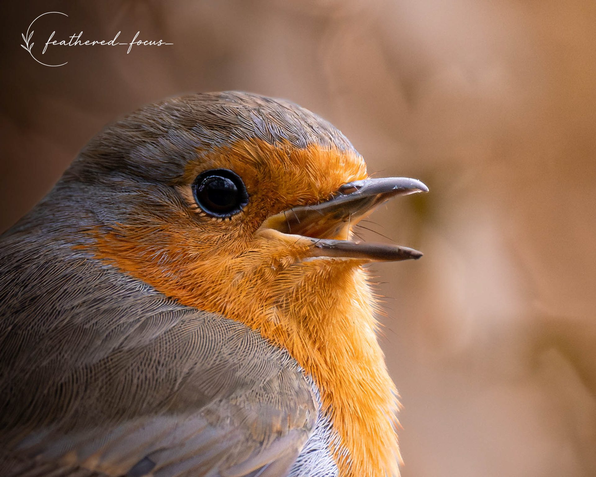A close-up of a robin's head and orange breast, beak open, against a soft brown background.