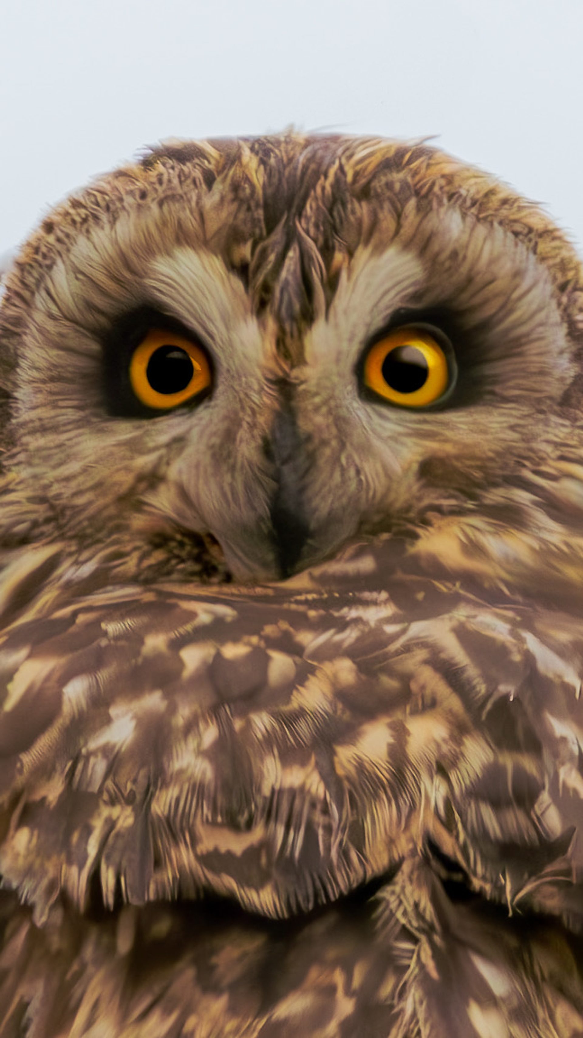 A short-eared owl filling the shot, its yellow eyes looking straight at the camera.