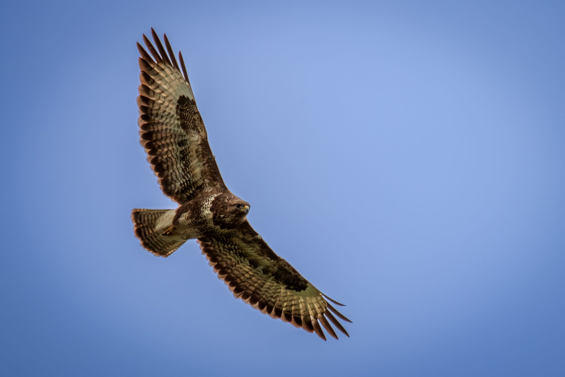 A bird of prey soaring against a pale blue sky, wings spread, with the feather pattern on its underside clearly visible.