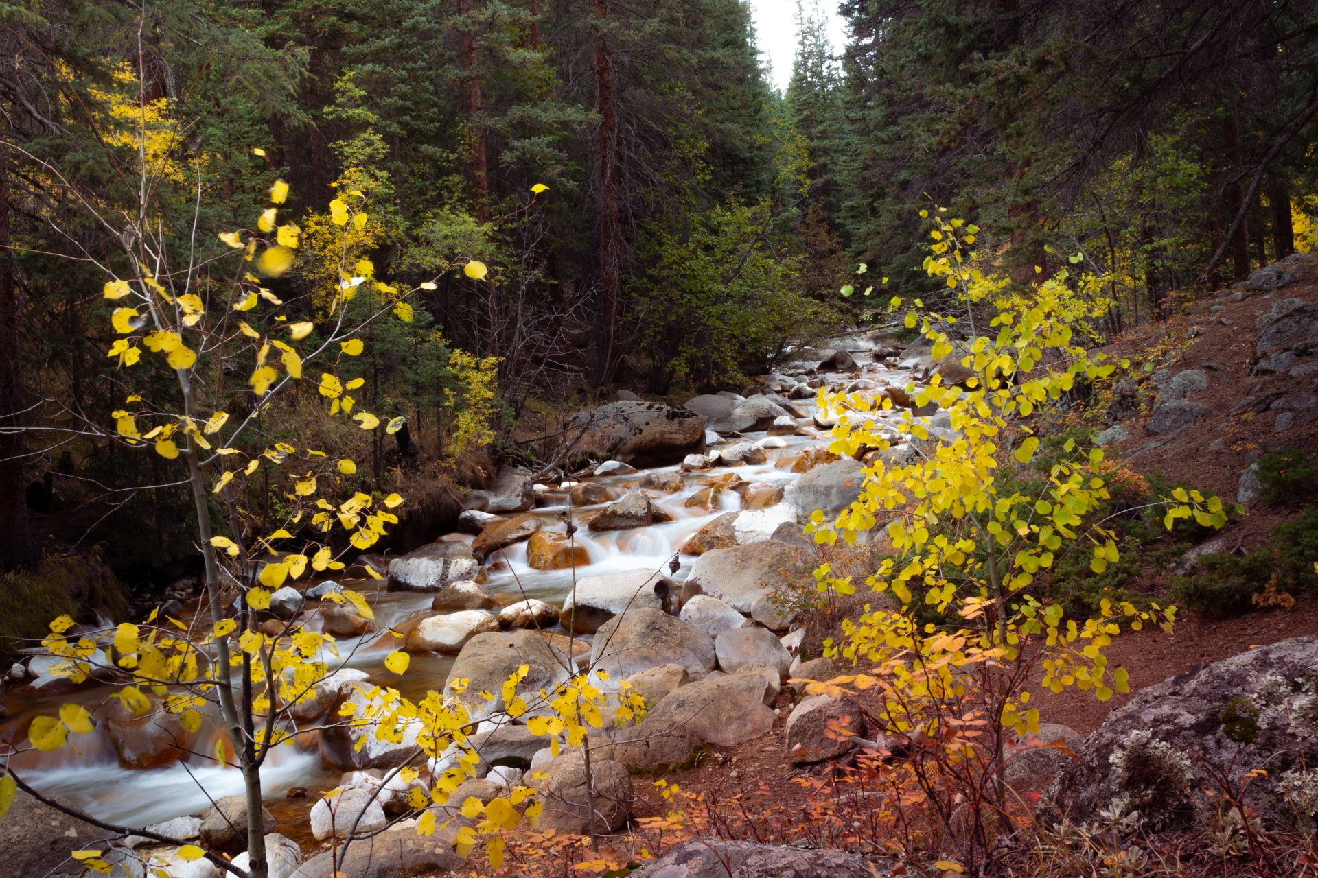 A rocky creek running through conifer woodland in autumn, between small trees with bright yellow leaves.