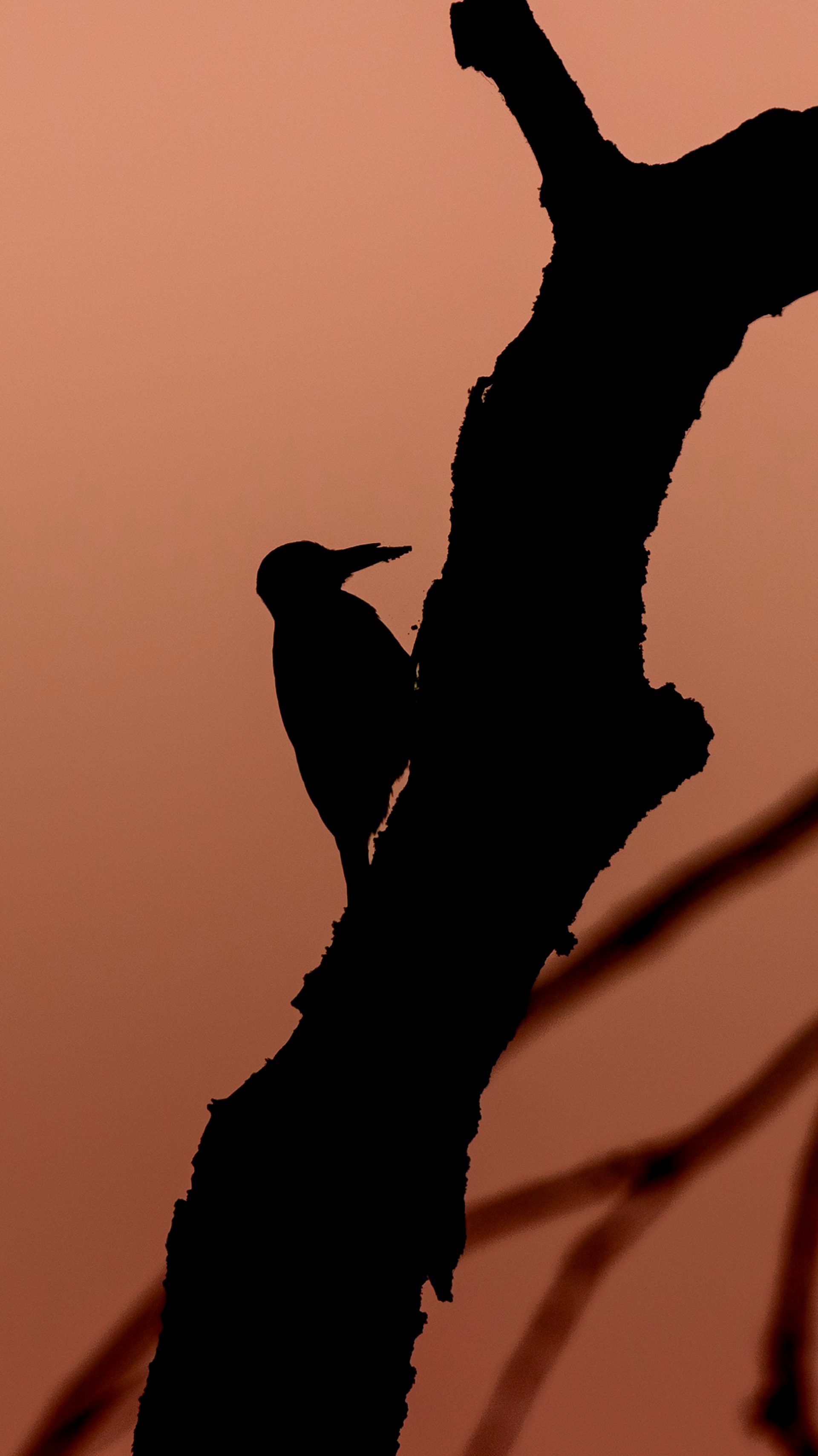 A great spotted woodpecker in silhouette on a thick bare branch against an orange sunrise sky.