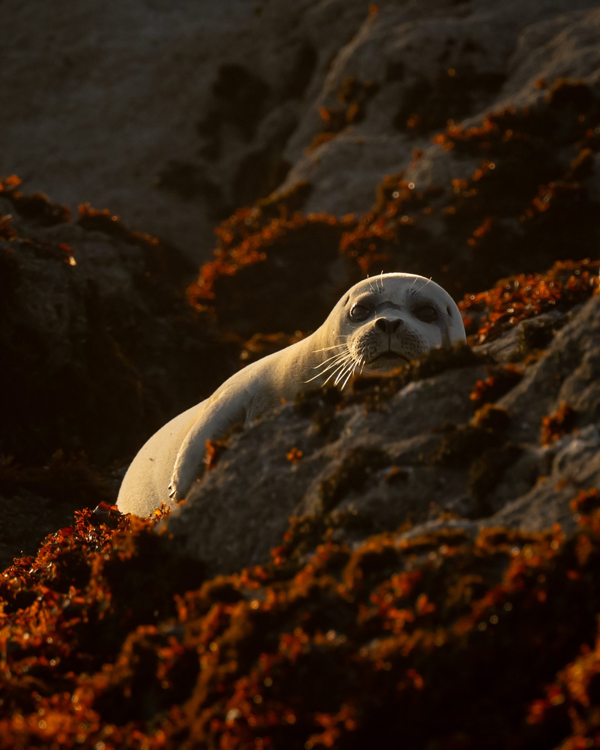 A Pacific harbour seal in low evening sun on the Northern California coast