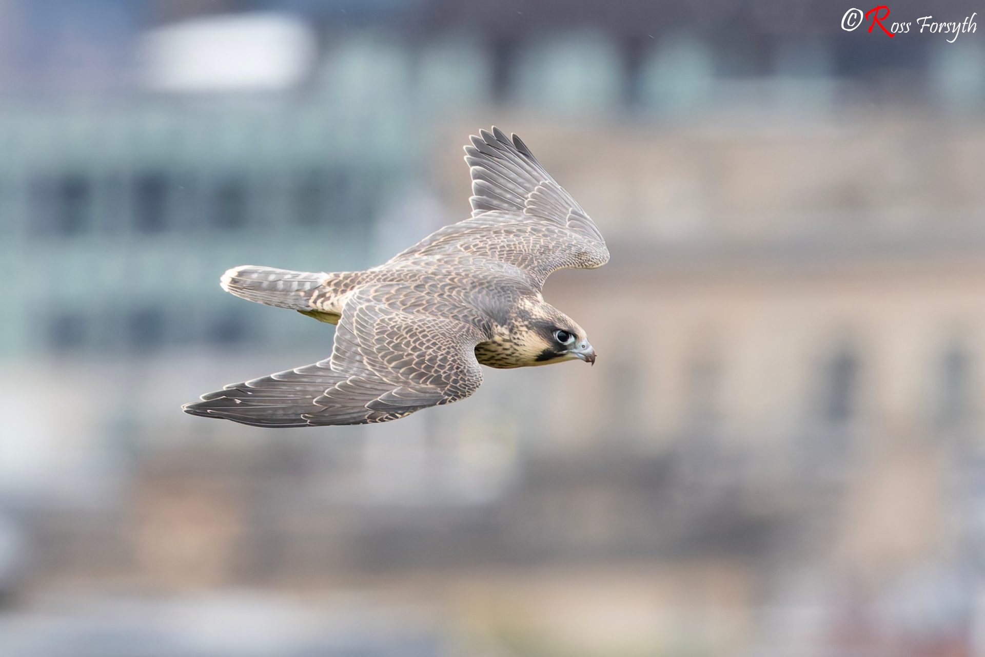 A juvenile peregrine falcon in flight against a background of buildings.