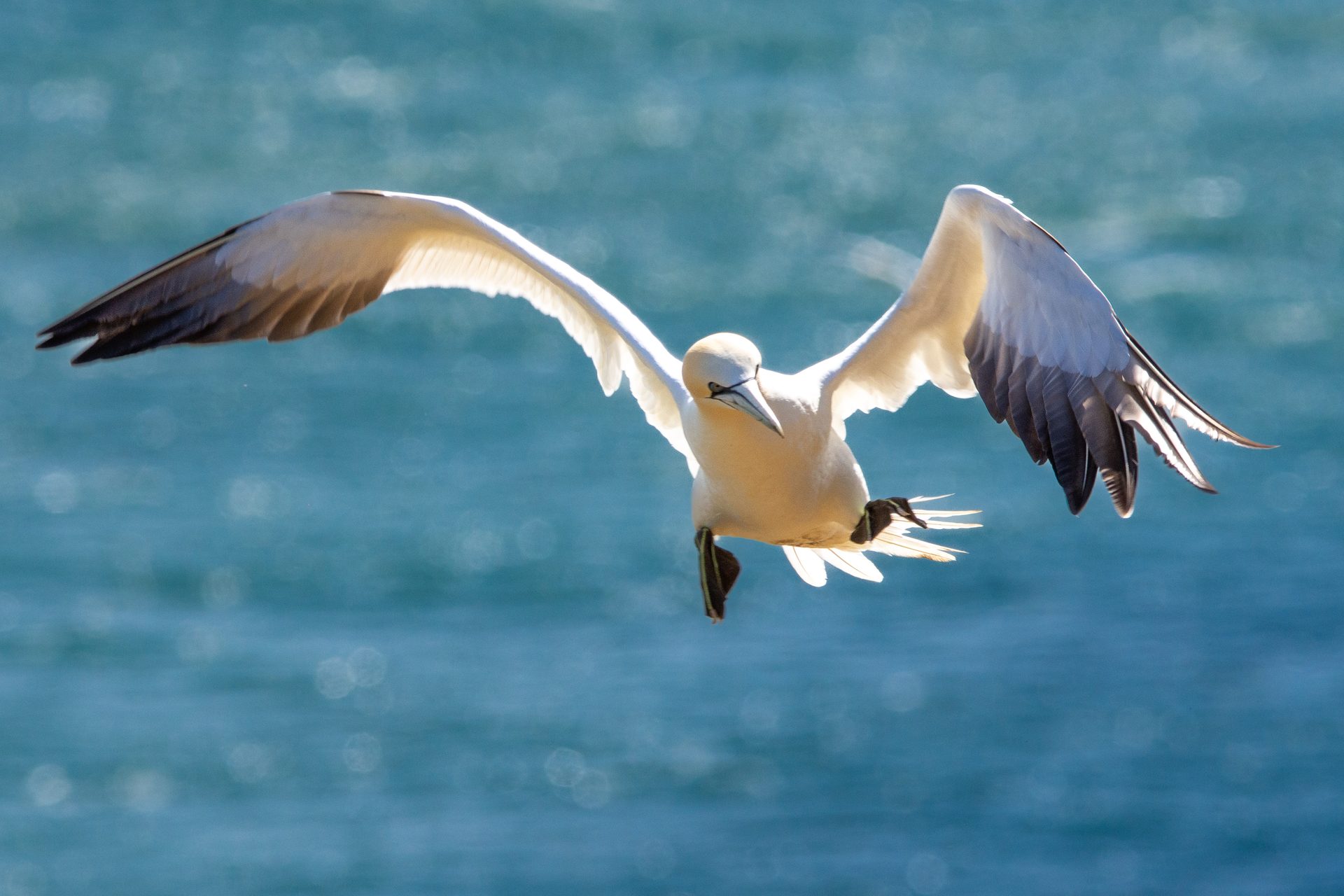 A gannet flying towards the camera, wings spread and feet down, over sparkling blue sea.