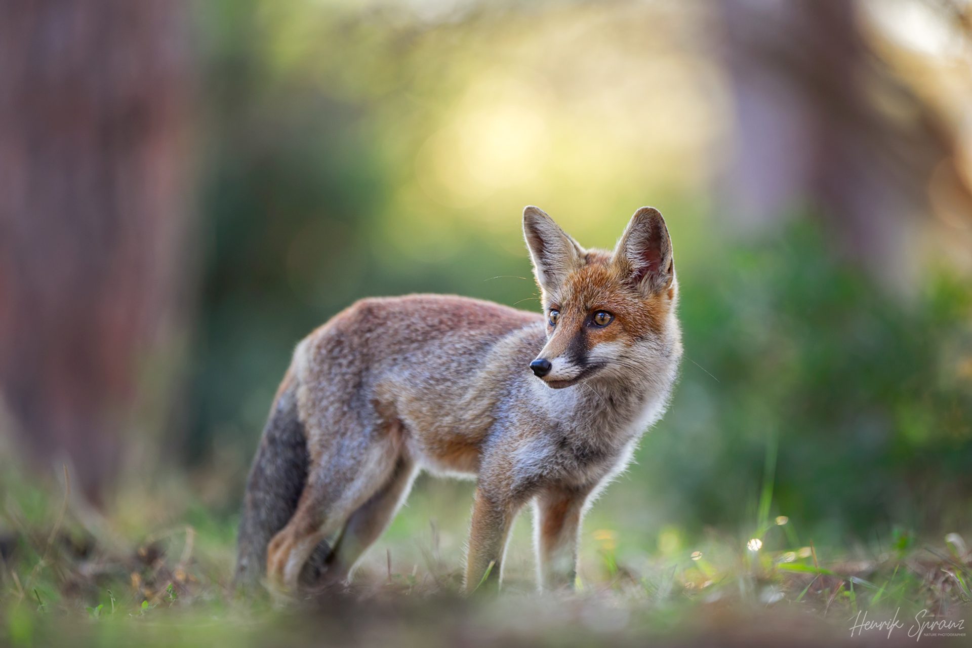 A red fox standing on grass and looking to one side, lit from behind by low afternoon sun that catches the edges of its ears and fur, against a soft green and golden background thrown out of focus.
