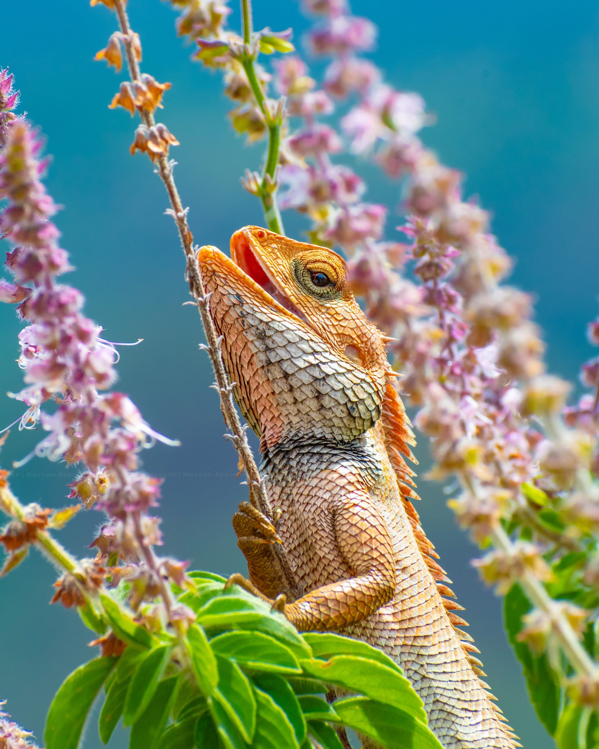 A lizard climbing a flowering stem, head raised, against a blue-green background