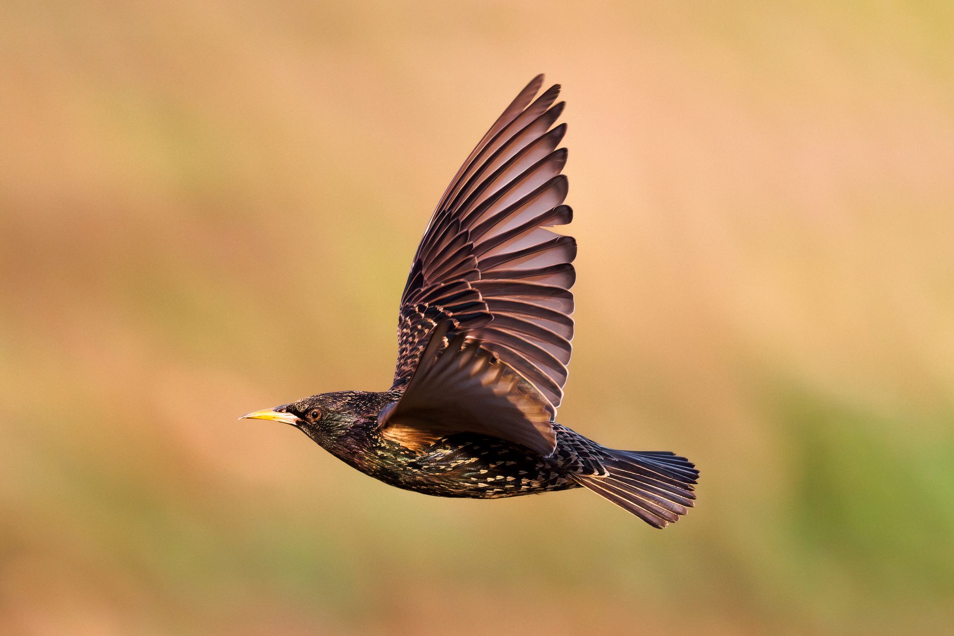 A starling in flight with its wings raised, against a soft brown and green background.