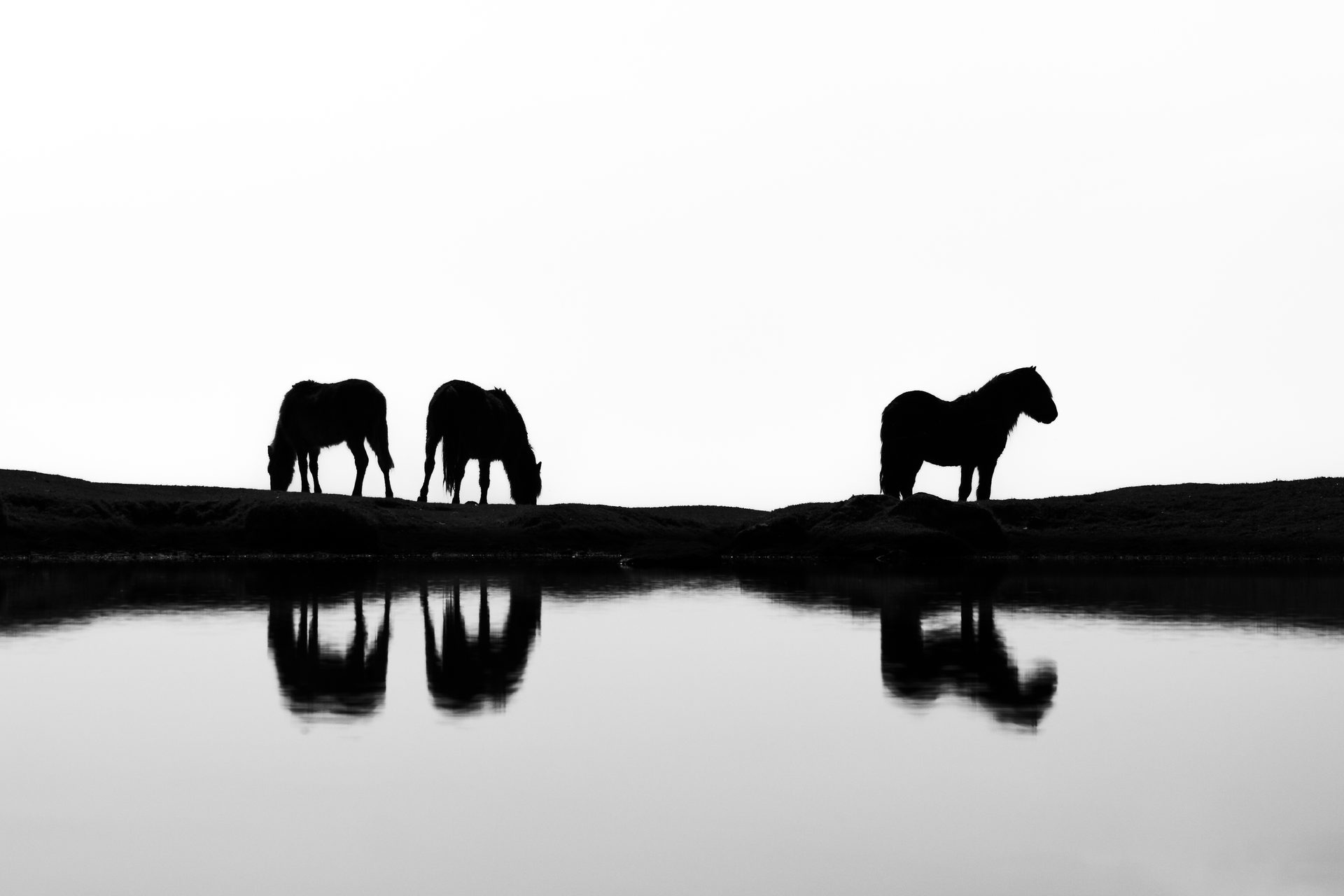 Three Dartmoor ponies in black and white silhouette against a white sky, each standing clear of the others, reflected in a pond in front of them.