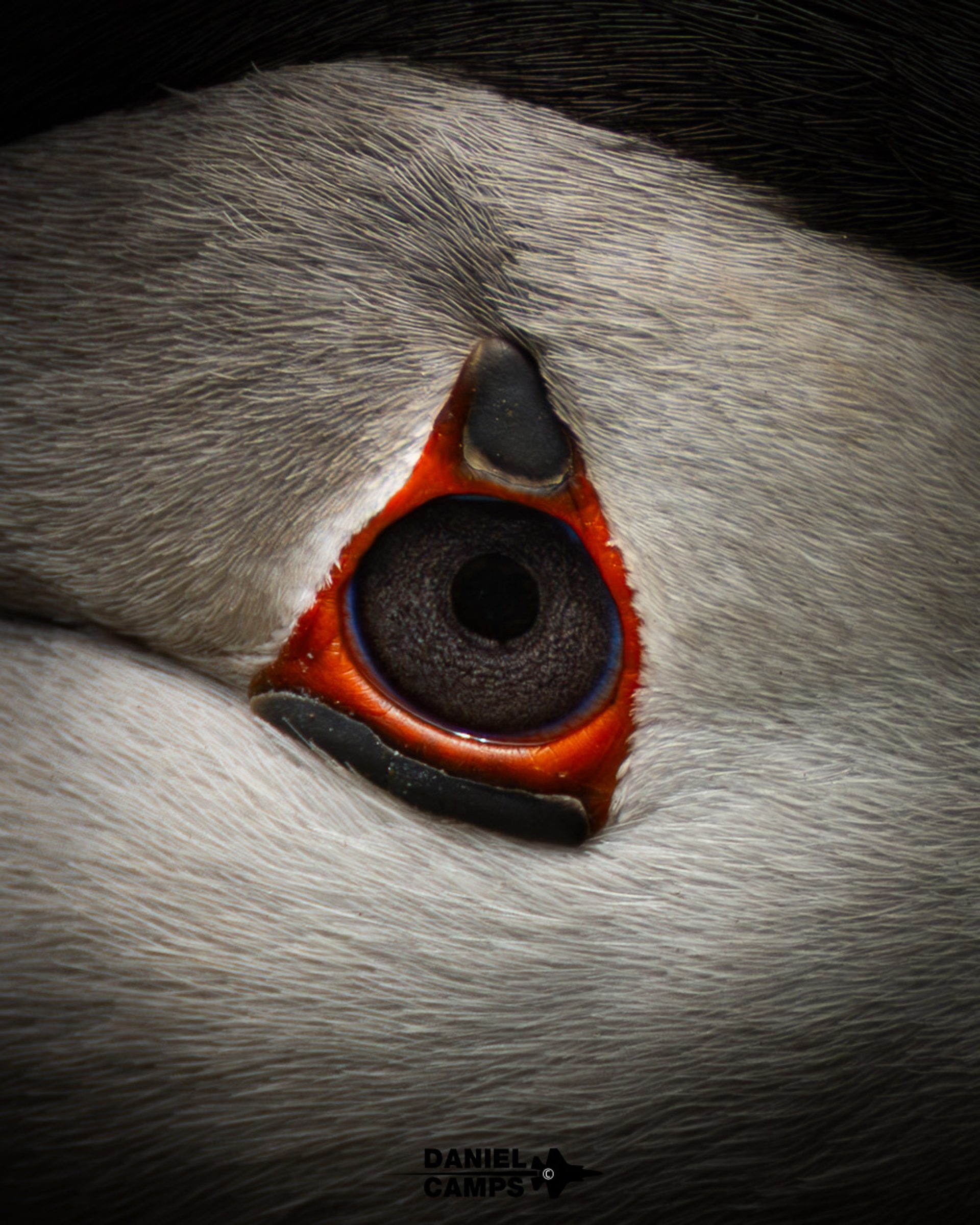 Photograph by Daniel Camps