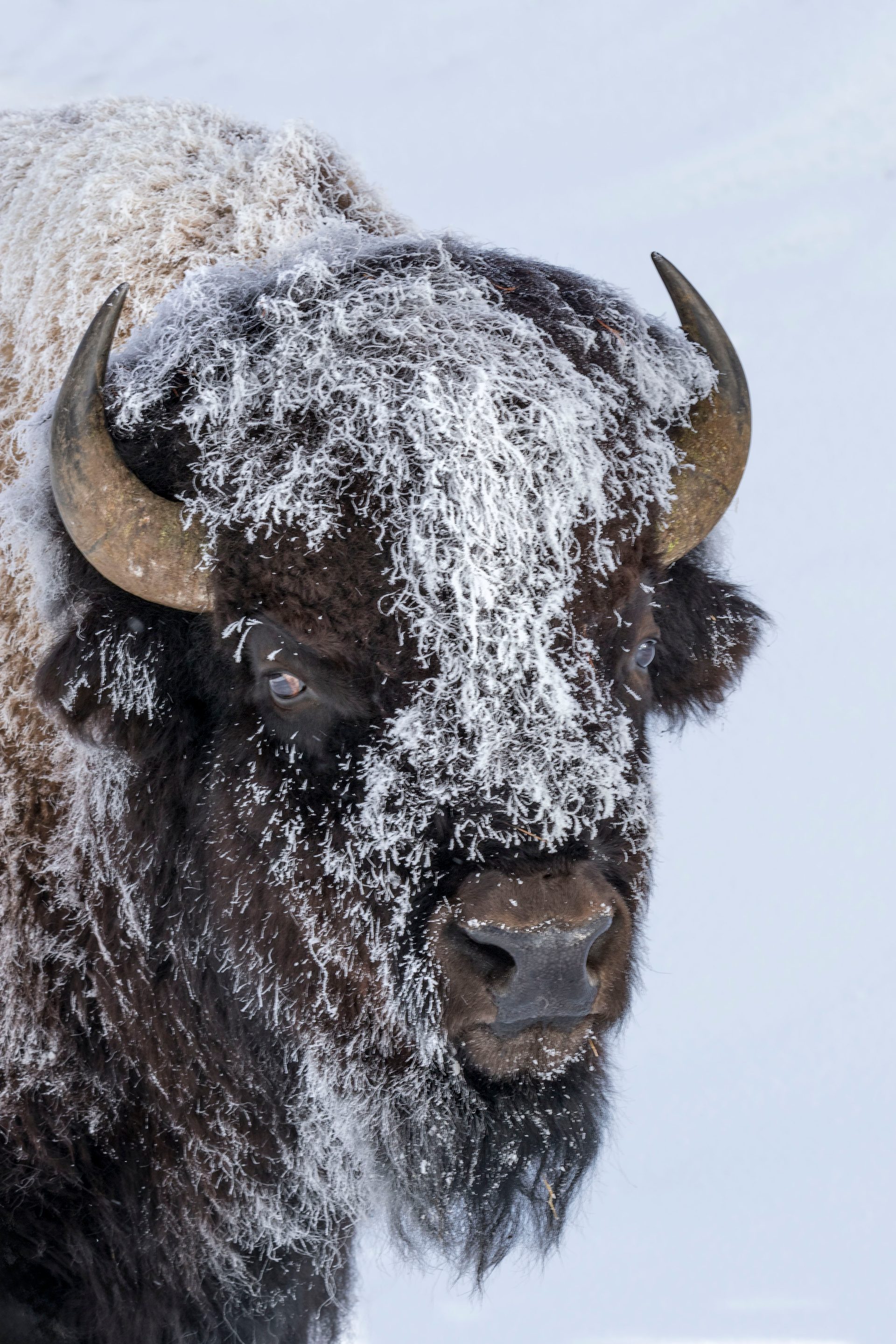 Frosty Bison, Fountain Flats, Yellowstone