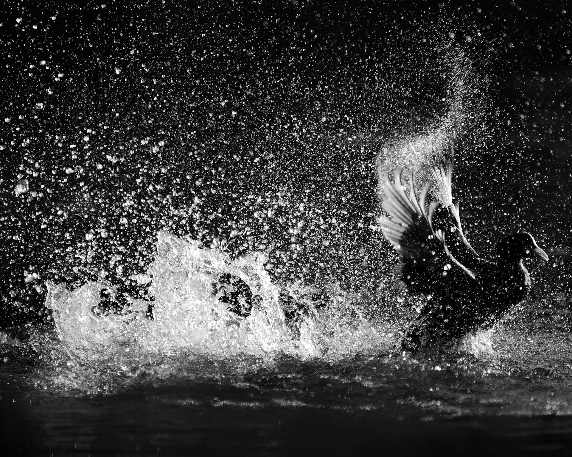 A coot in black and white with its wings raised, surrounded by backlit spray and droplets against a dark background.