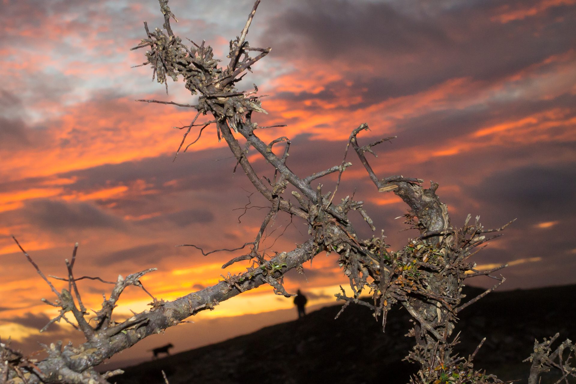 A bare, thorny branch against an orange sunset sky, with a person and a dog silhouetted on the hill behind.