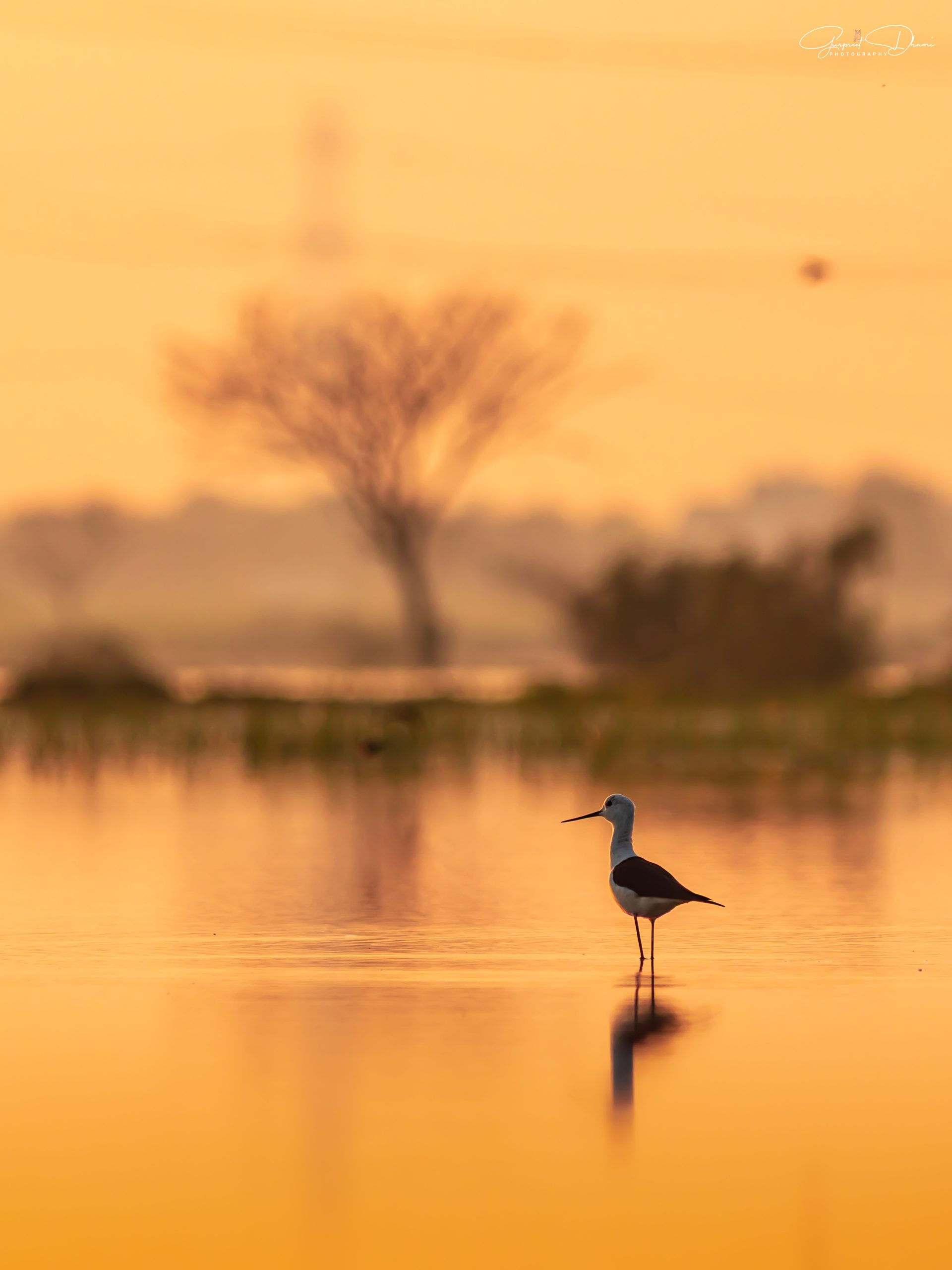 A black-winged stilt standing in shallow water glowing orange in low sun, with a tree soft in the background.