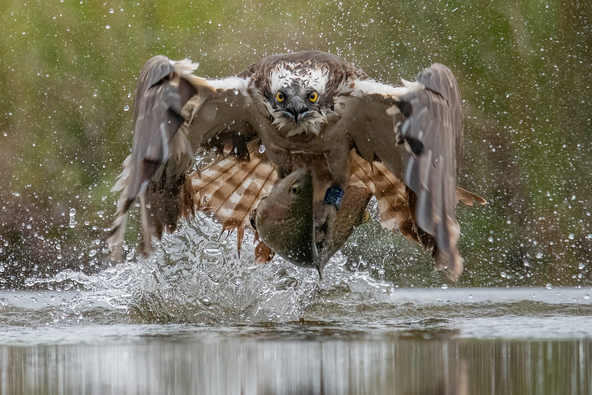 Photograph by Mike Crutch