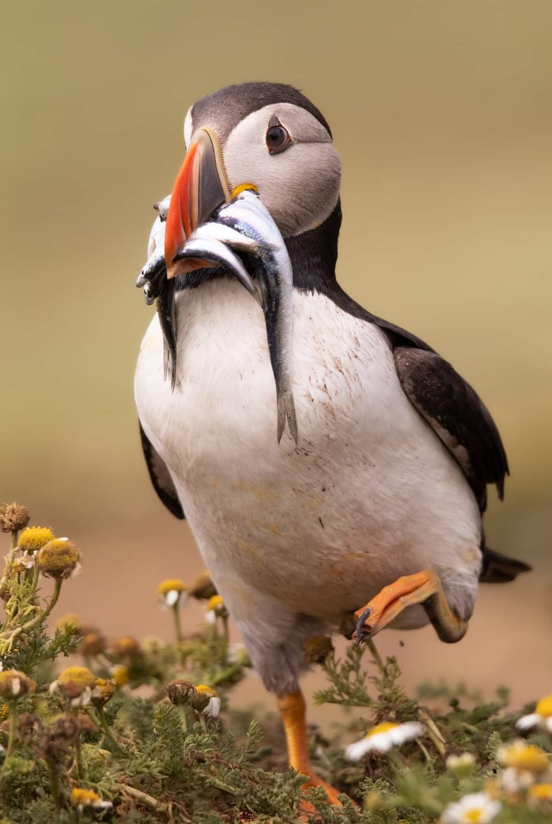 Photograph by Ben Harrott