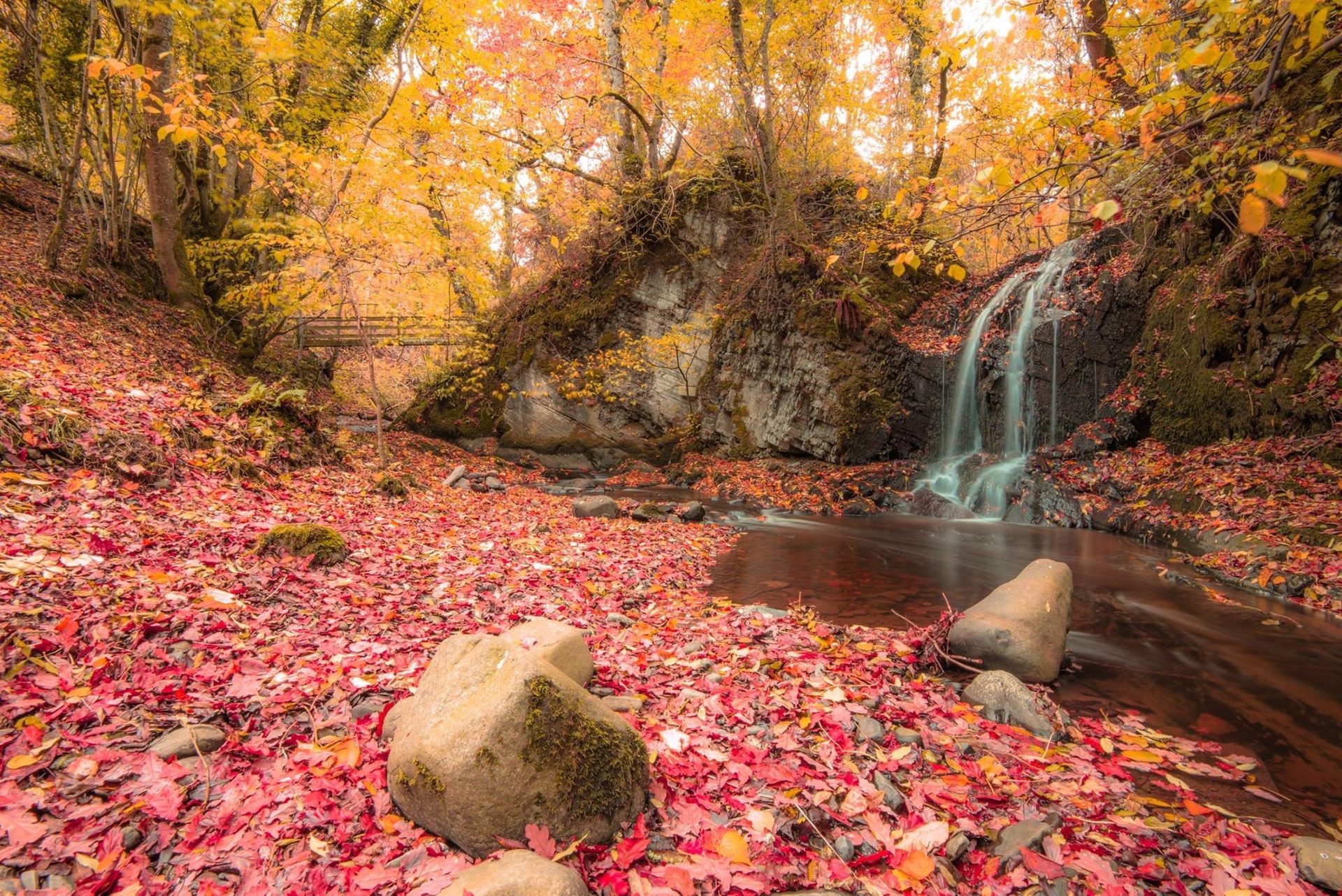 Autumn woodland in mid Wales, with a small waterfall, a footbridge and red and orange leaves covering the ground