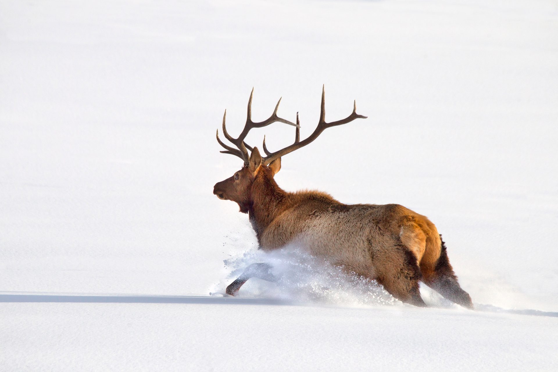 A bull elk running through deep snow, kicking up a spray of white, against a plain snowy background.
