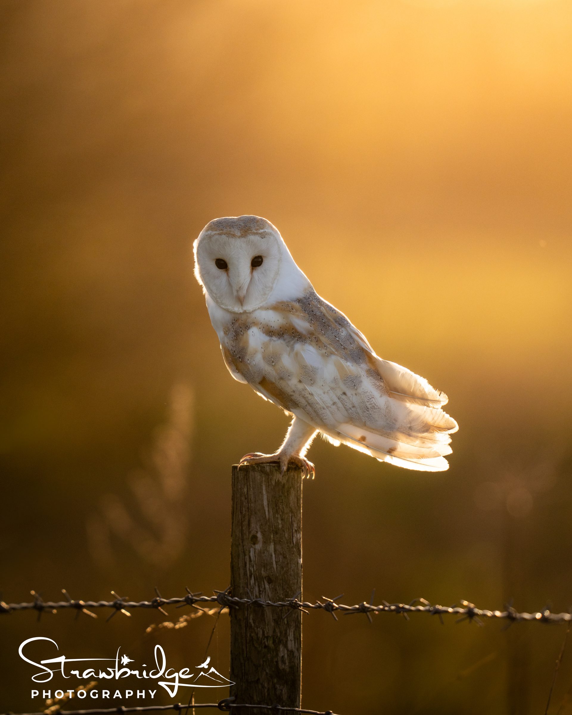 Backlighting again but for certain species during golden hour it just works!