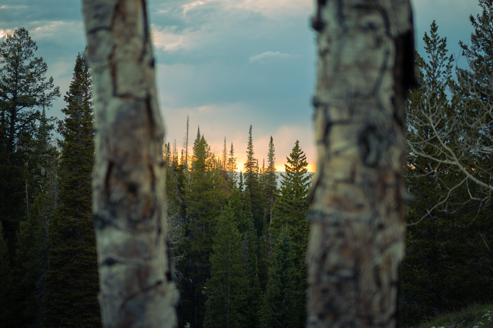Photograph by Sebastian Nielson