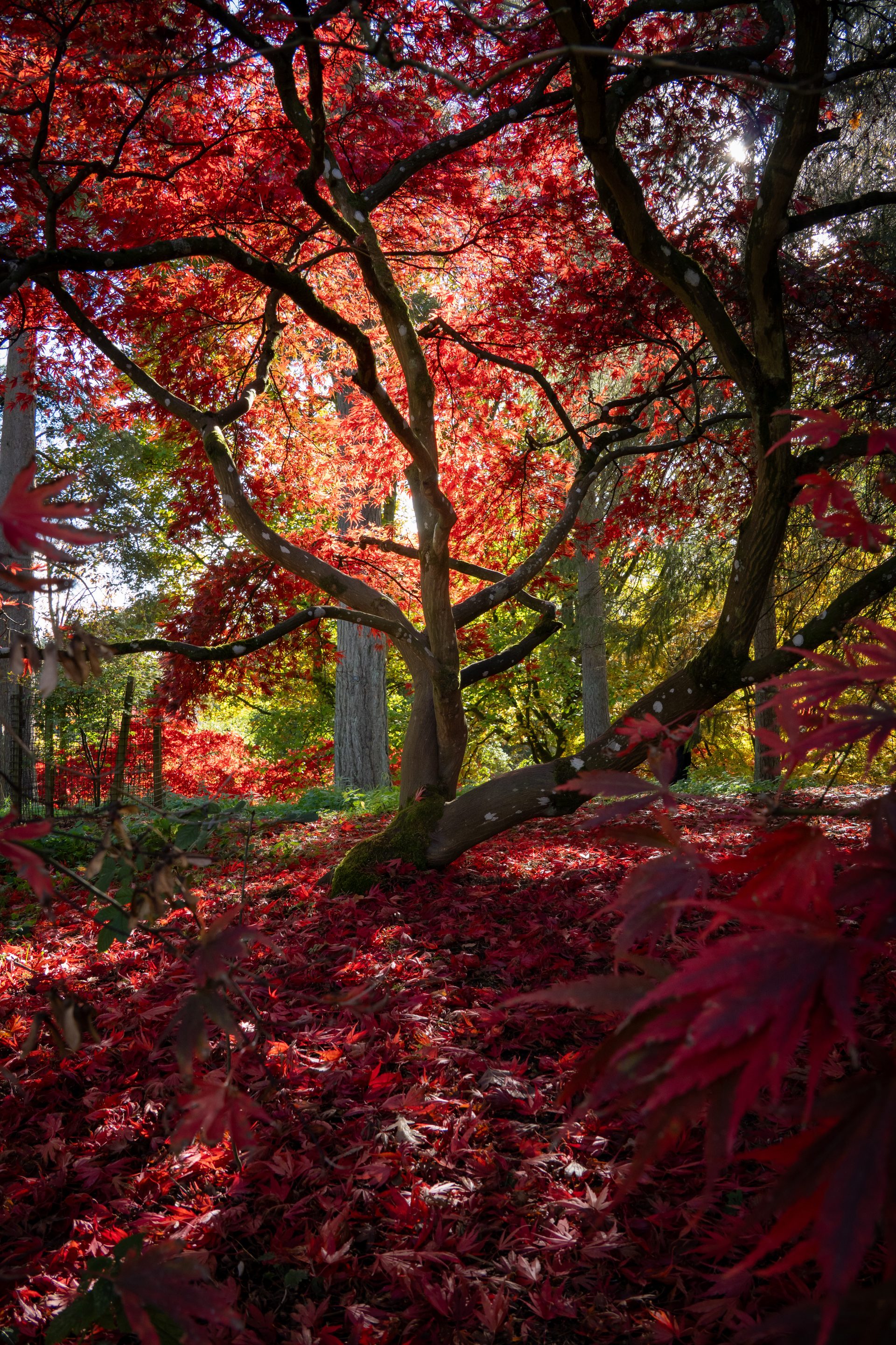 An early morning stroll through Westonbirt arboretum. Tried to capture the beauty of both the colour and the sprawling branches of the wonderful acer trees.
